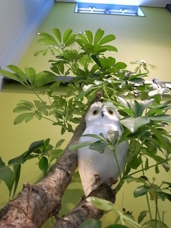 ふくろう